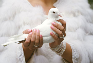 Hochzeitstaube