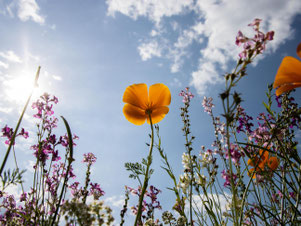 Gartenblumen. Foto: NABU/CEWE/Frank Lippisch