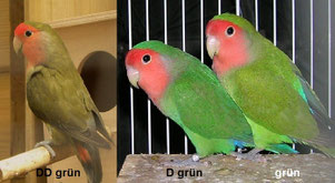 Dunkelfaktor    Agapornis roseicollis (Rosenköpfchen) 