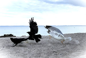 Den Konflikt bewusst umgehen – oder ihn zur Klärung nutzen? Sie entscheiden!