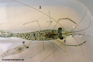 1=1. Antennenpaar zweiästig (Antennula) Geruch 2=2. Antennenpaar (Antenne) Tast und Orientierung