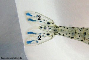 1 Telson, 2 Uropoden