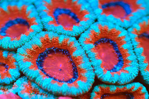 Acanthastrea lordhowensis,