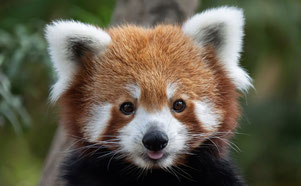 panda roux du parc animalier d Auvergne