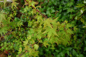 Acer micranthum maple