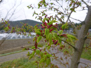 イロハモミジ　Acer palmatum 葉　展開