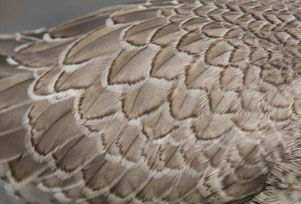 Knutt, 1. KJ, Rheindelta, 03.09.16. Gut zu erkennen sind die für viele Vogelarten typischen hellen Federränder des Kleingefieders im Jugendkleid. (Foto Robert Kugler)