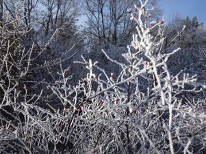 Busch mit Raureif und kleinen roten Beeren 