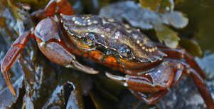 Imagirance- Le crabe attire aussi les sparidés