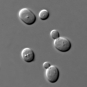 Levures Saccharomyces Cerevisiae en phase de croissance après inoculation du moût.