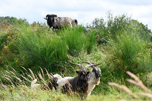 Die Schafe und Ziegen brauchen einen neuen Stall für den Winter.  Quelle: NABU Rhein-Erft
