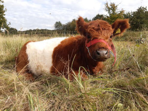 Galloway Rind