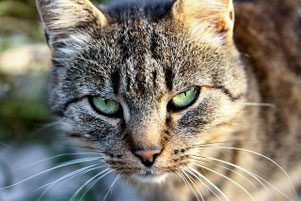 Freies Foto von Pixabay, das das Gesicht einer getigerten Katze mit hellgrünen Augen zeigt, die etwas grimmig in die Kamera schaut. 