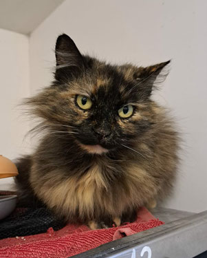 DAPHNE
