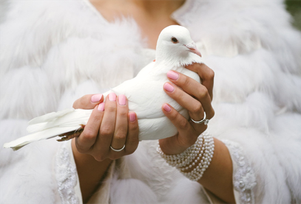 Hochzeitstaube