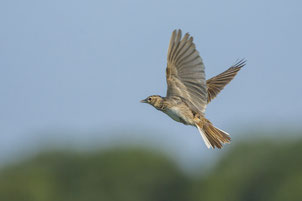 Feldlerchen-Männchen im Singflug (Foto: R. Sturm, LBV-Bidlarchiv)