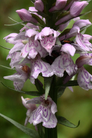 Geflecktes Knabenkraut - Dactylorhiza maculata; eine Orchidee, die um Bad Herrenalb noch zerstreut zu finden ist - Reitweg am Wurstberg (G. Franke, 07.06.2020)