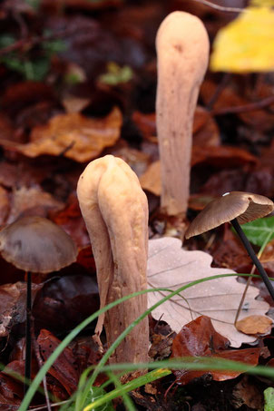 Herkuleskeule - Clavariadelphus pistillaris, ein Pilz, den man nicht häufig sieht; im Buchenwald mit kalkhaltigem Boden bei Keltern-Dietenhausen; Größe 10 - 15 cm (G. Franke, 12.11.2019)