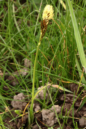 Frühlings-Segge - Carex caryophyllea; auf einer Streuobstwiese bei Karlsbad-Spielberg (G. Franke, 10.04.2021)