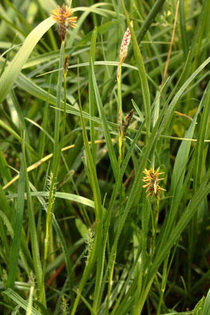 Behaarte Segge - Carex hirta; auf dem Ackerrandstreifen zwischen Karlsbad-Langensteinbach und K.-Auerbach (G. Franke, 14.05.2021)