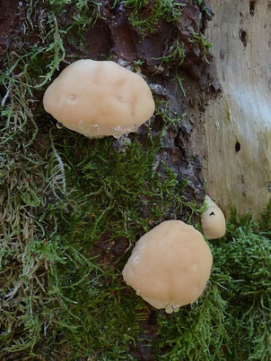B. Miggel