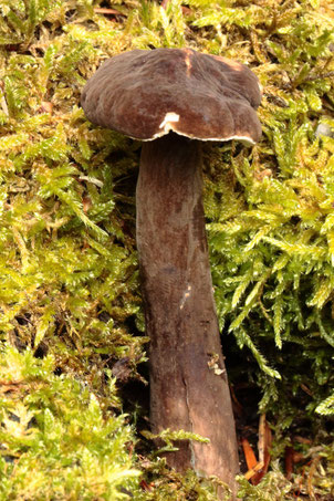 Mohrenkopf-Milchling - Lactarius lignyotus, Nähe Grünhütte bei Bad Wildbad, Rote Liste 3, ca. 820 m ü. NN (G. Franke, 11.08.2019)