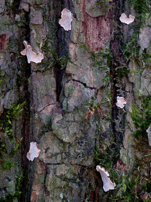 Bild 1 – Zahlreiche Fruchtkörper auf der feuchten Rinde einer alten Traubeneiche (B. Miggel)