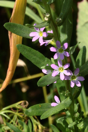 Ysopblättriger Weiderich - Lythrum hyssopifolia, Feldrand bei Auerbach;  in den Roten Listen von Deutschland und Baden-Württemberg als stark gefährdet aufgeführt - wieder entdeckt (G. Franke, 22.07.2021)