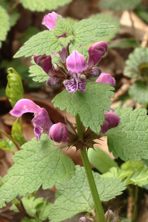 blühende Gefleckte Taubnessel - Lamium maculatum, bei Karlsbad-Auerbach (G. Franke, 16.04.2019)