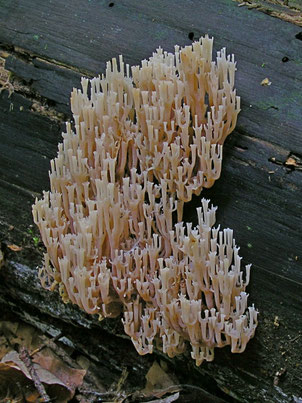 B. Miggel