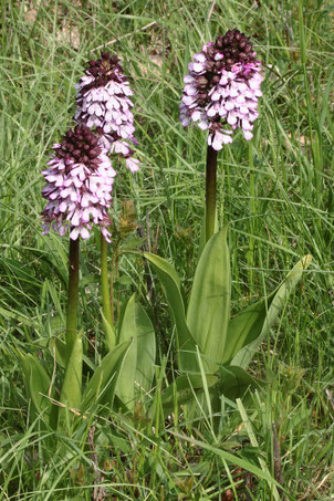 Purpur-Knabenkraut - Orchis purpurea,  auf einer Streuobstwiese bei Keltern (G. Franke, 02.05.2019)