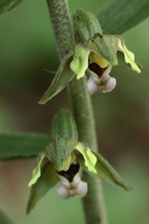 Breitblättrige Stendelwurz - Epipactis helleborine; Waldwegrand bei Ittersbach - die ersten Blüten dieser Orchidee  öffnen sich hier (G. Franke, 18.07.2021)