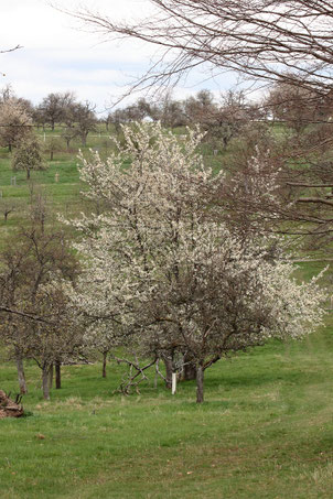 Streuobstwiese südwestlich von Spielberg (G. Franke, 06.04.2022)