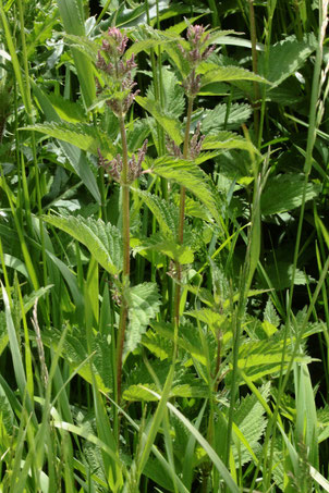 Große Brennnessel - Urtica dioica; Ackerrand zwischen Langensteinbach und Auerbach (G. Franke, 27.05.2021)