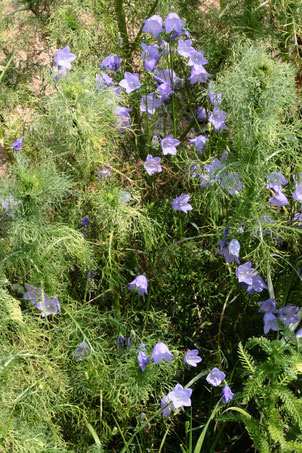 Rundblättrige Glockenblume - Campanula rotundifolia; eine Wiesenpflanze, die man hin und wieder im Ackerrandstreifen findet - bei Auerbach (G. Franke, 10.06.2021)