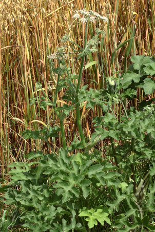 Wiesen-Bärenklau - Heracleum sphondylium; am Feldrand bei Langensteinbach (G. Franke, 07.07.2021)