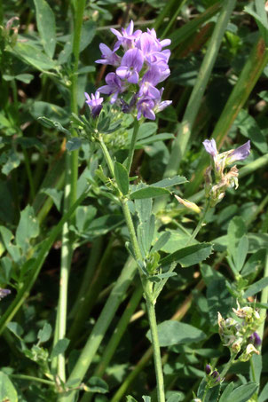 Bastard-Luzerne - Medicago x varia; Ackerrand bei Auerbach (G. Franke, 26.06.2021)