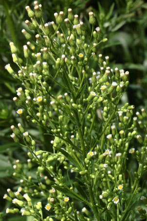 Kanadisches Berufkraut - Conyca canadensis; Maisfeldrand bei Auerbach (G. Franke, 12.08.2021)