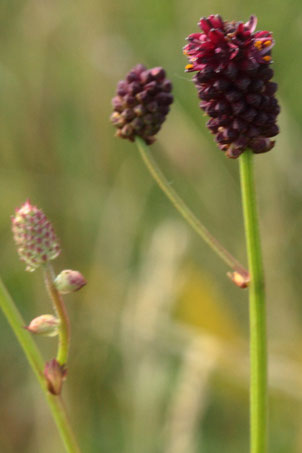 Blütenstand des Großen Wiesenknopfes  - Sanguisorba officinalis (G. Franke, 2019)