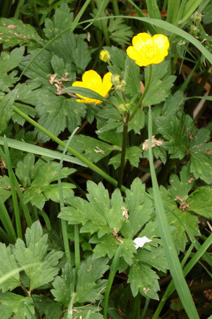 Kriechender Hahnenfuß - Ranunculus repens; Ackerrand bei Langensteinbach (G. Franke, 10.05.2021)