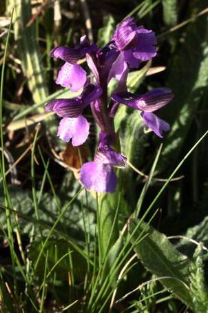 Kleines Knabenkraut - Anacamptis morio; eine früh blühende Orchidee, dieses Jahr bereits in voller Blüte (G. Franke, Karlsbad, 22.04.2020)