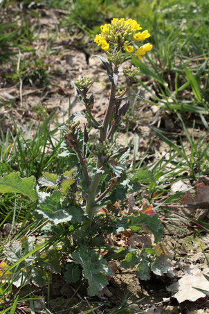 Raps - Brassica napus; aufblühende Pflanze auf einem Ackerrandstreifen bei Auerbach (G. Franke, 22.04.2021)