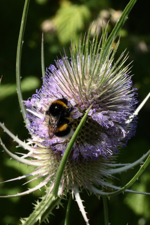 Dunkle Erdhummel auf den Blüten der Wilden Karde am Gartenrand