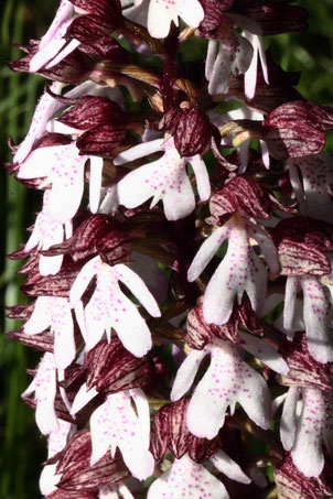 Teil des Blütenstandes des Purpur-Knabenkrautes - Orchis purpurea; voll blühende Orchidee bei Keltern (G. Franke, 03.05.2020)