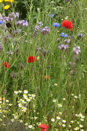 Ein Stück naturnaher Garten (G. Franke, 29.05.2019)