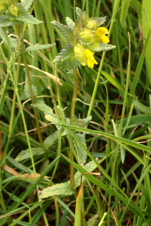 Kleiner Klappertopf - Rhinanthus minor - Streuobstwiese bei Pfaffenrot (G. Franke, 13.05.2020)