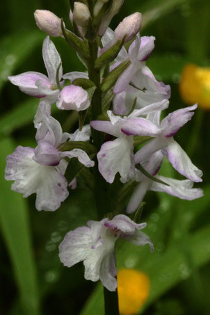 Blütenstand des Gefleckten Knabenkrauts - Dactylorhiza maculata; bei Dobel, Hangweg am Eyachtal (G. Franke, 16.06.2019)