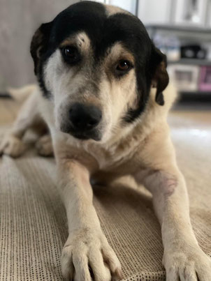 Athos (m) - Björn