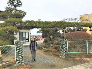 門かぶり　松の木 門かぶり松」の世界 - いちのせき市民活動センター