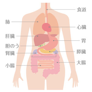 和整体, 肝臓と腎臓のケア, お手当, 痛くない整体